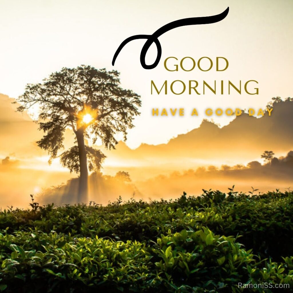 Best 50+ beautiful good morning images, pictures free download