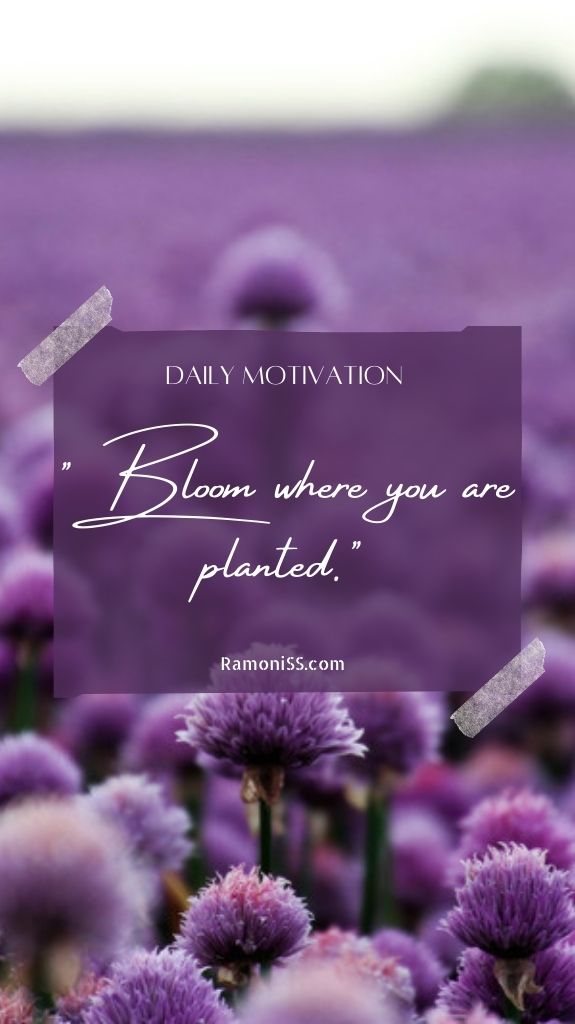 Bloom where you are planted. Daily motivation flower background image.