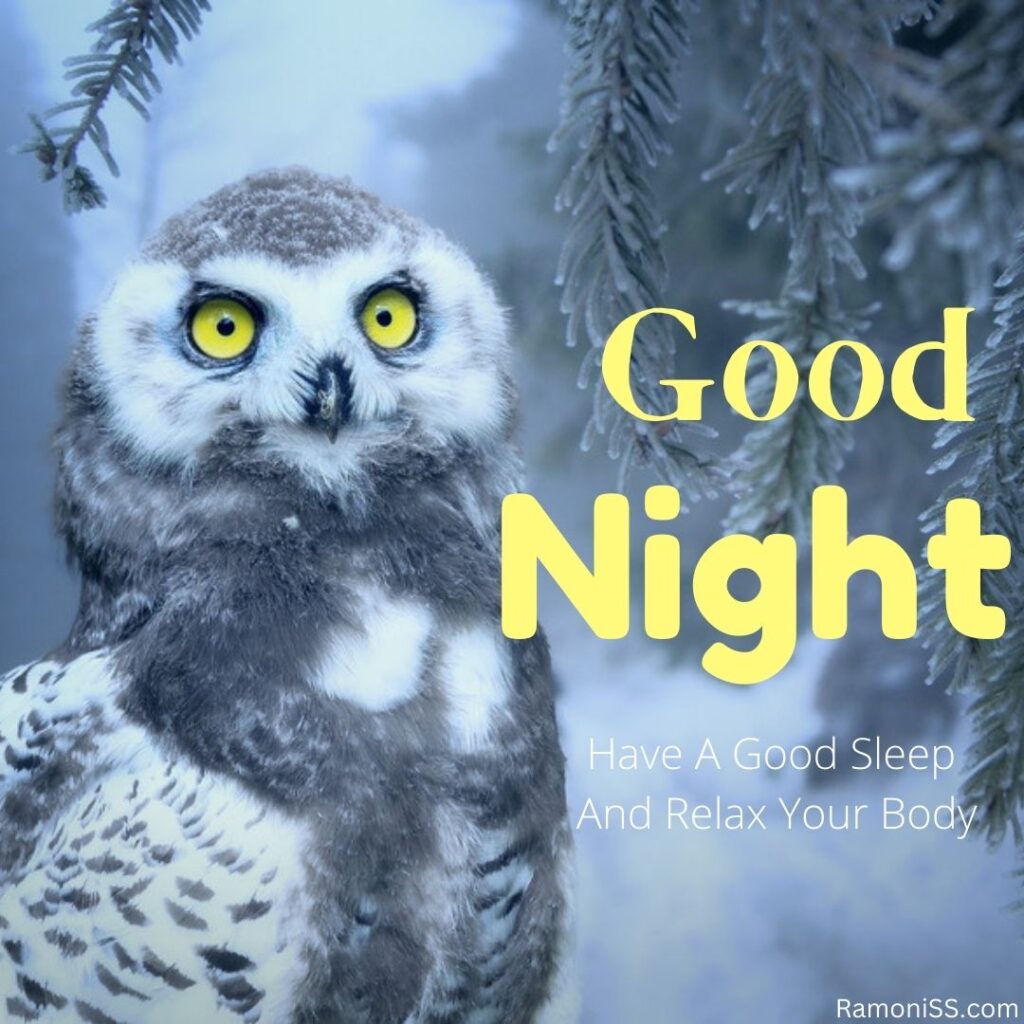 Good night snowy place and owl image