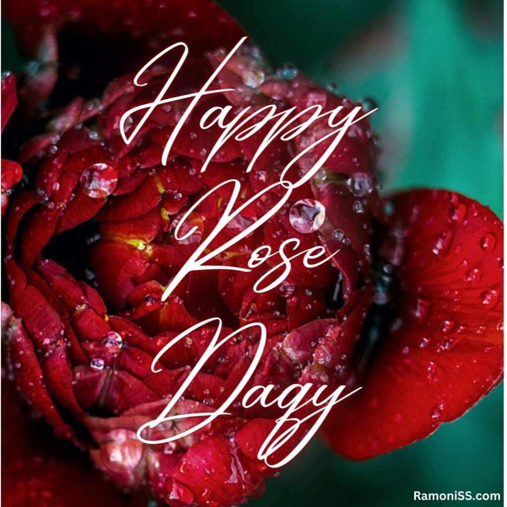 70+ best happy rose day wishes quotes, images, messages