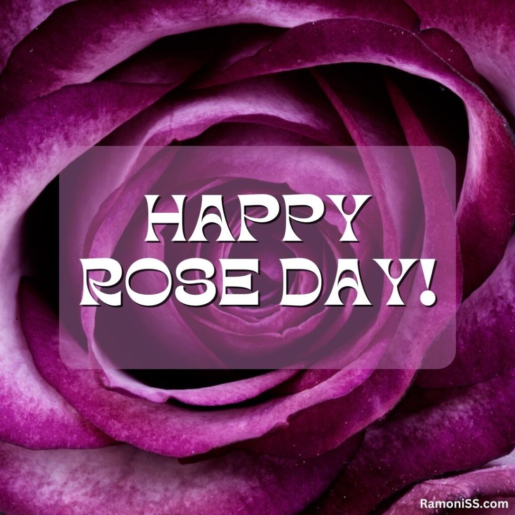 Happy rose day wishes picture with purple rose.