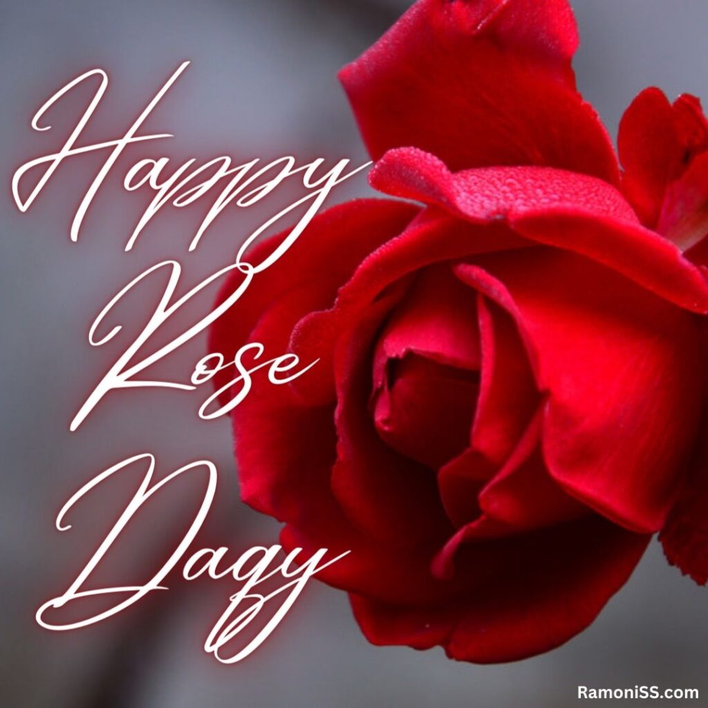 Happy rose day beautiful card image.