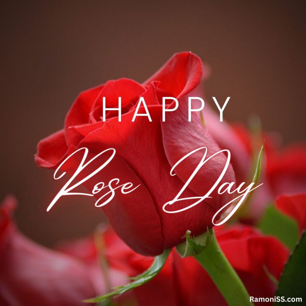 The photo has red colored roses, and happy rose day is written in white font on the rose flower.