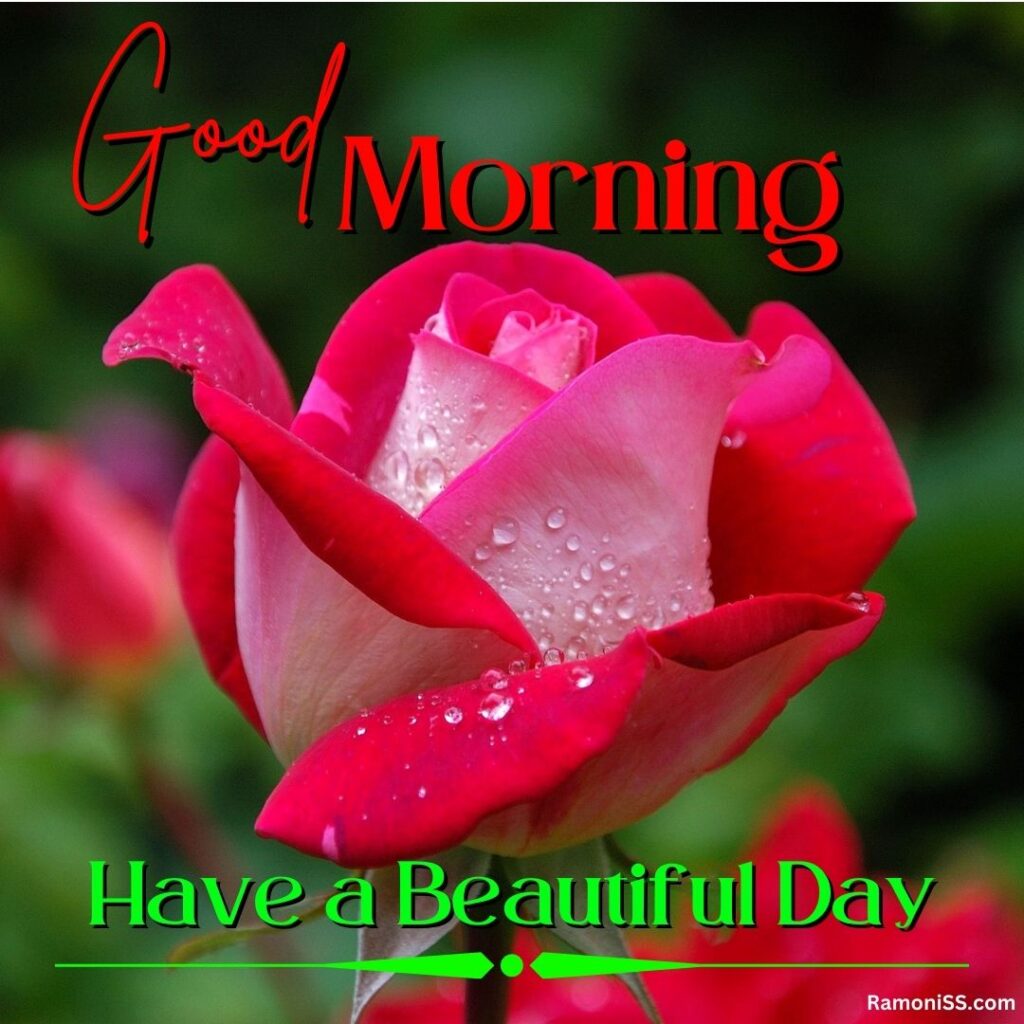 Beautiful rose good morning whatsapp status picture