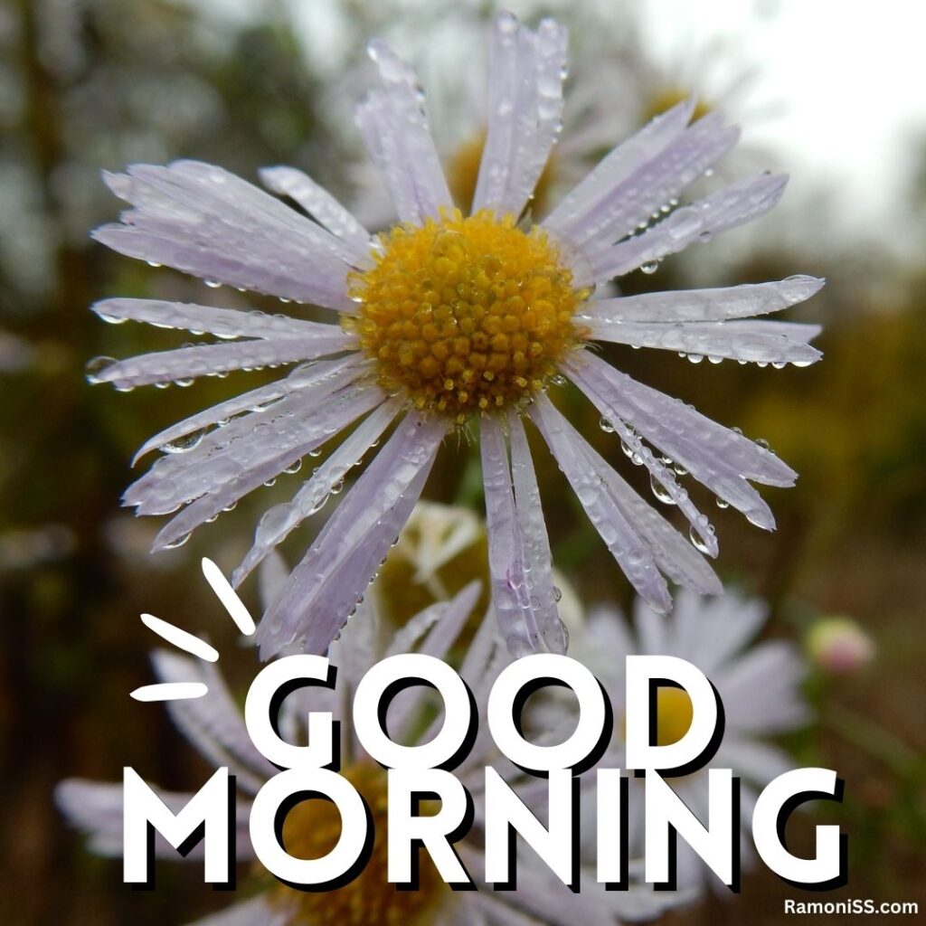 Good morning white flower whatsapp status image