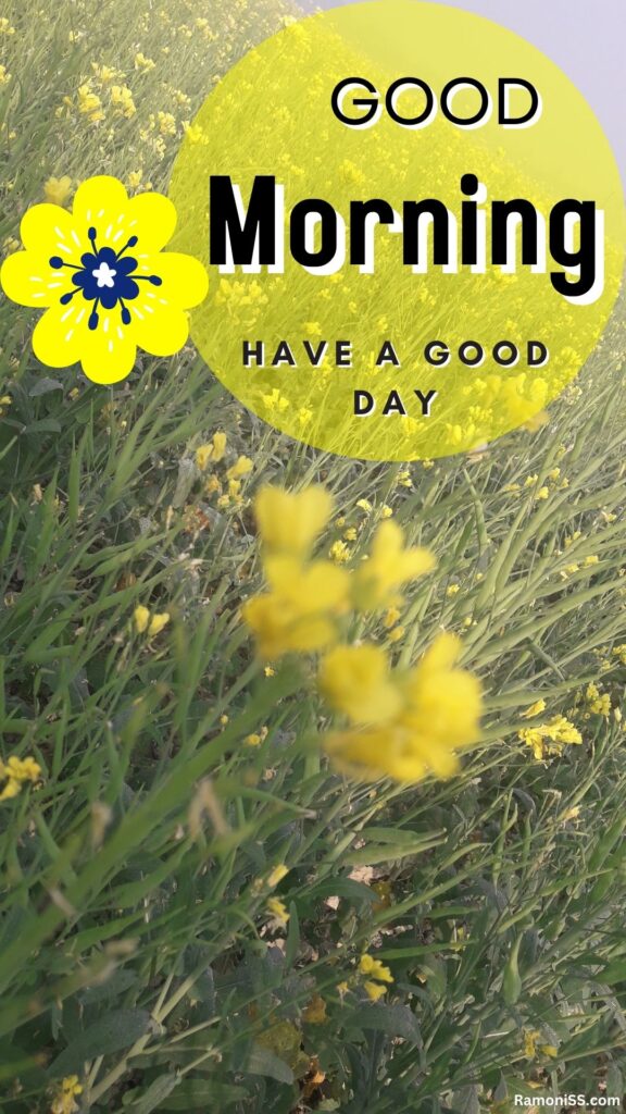 Many mustard flowers and fog in the farm beautiful good morning whatsapp status photo