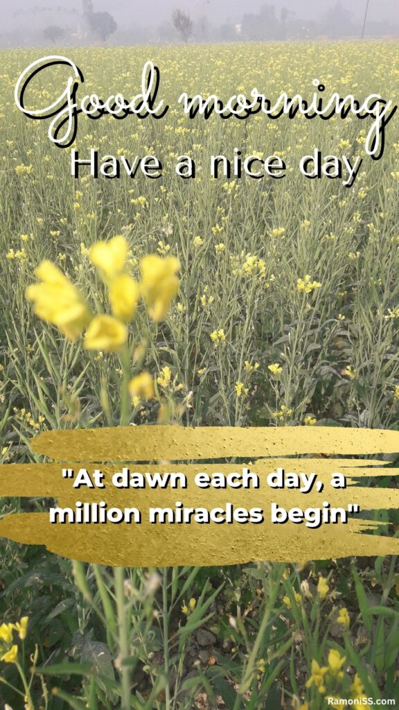 Many mustard flowers in the farm good morning whatsapp status image