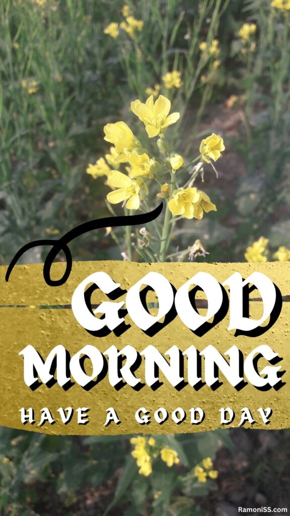 Mustard flowers in the farm good morning "have a good day" whatsapp status image