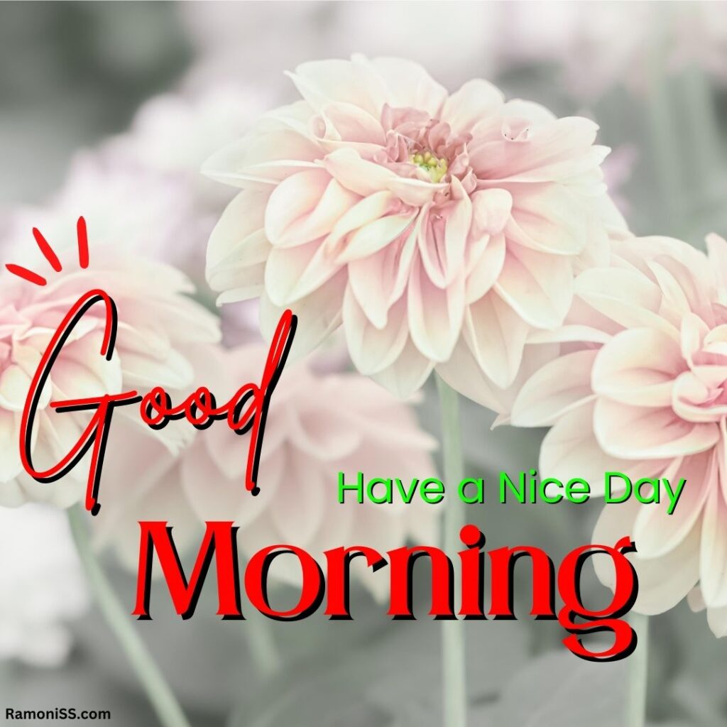Pink sunflower good morning whatsapp status image
