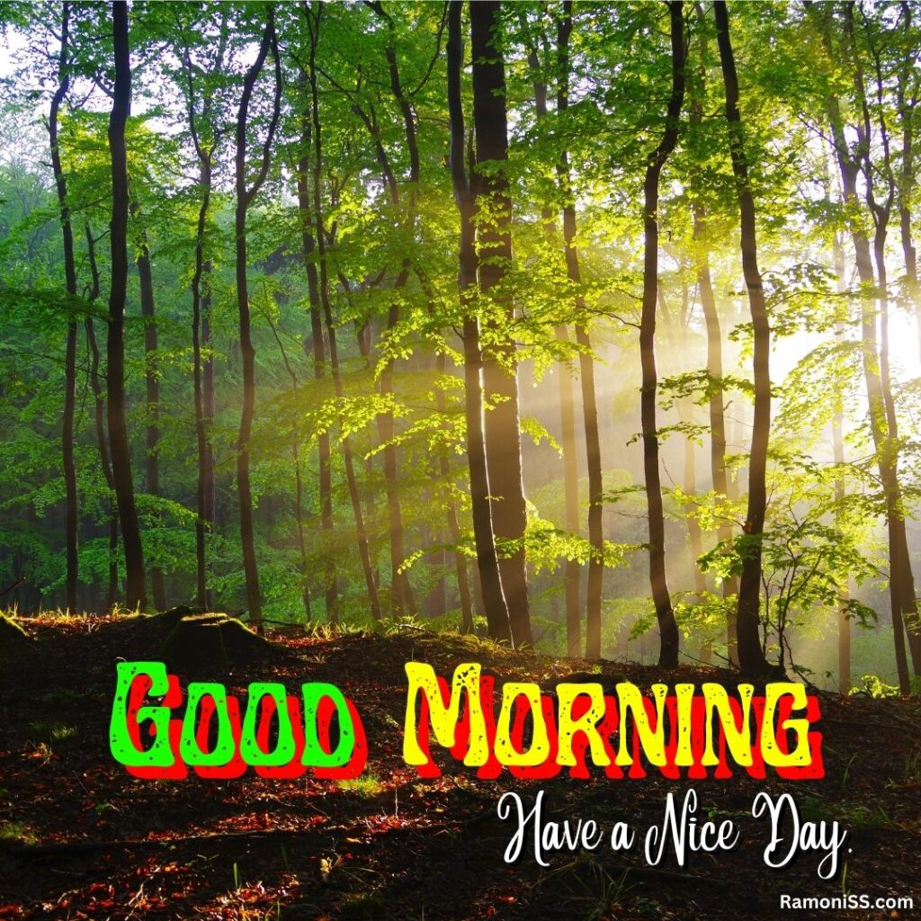 Spectacular sunbeams glowing in woodland with colorful trees whatsapp good morning status