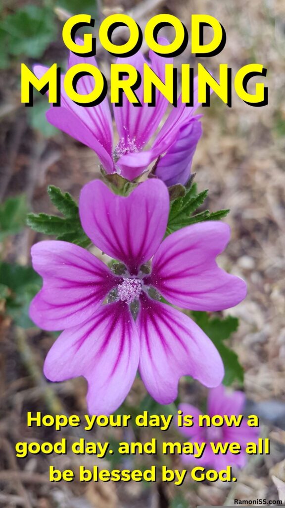 Violet color mauve flowers good morning whatsapp pic