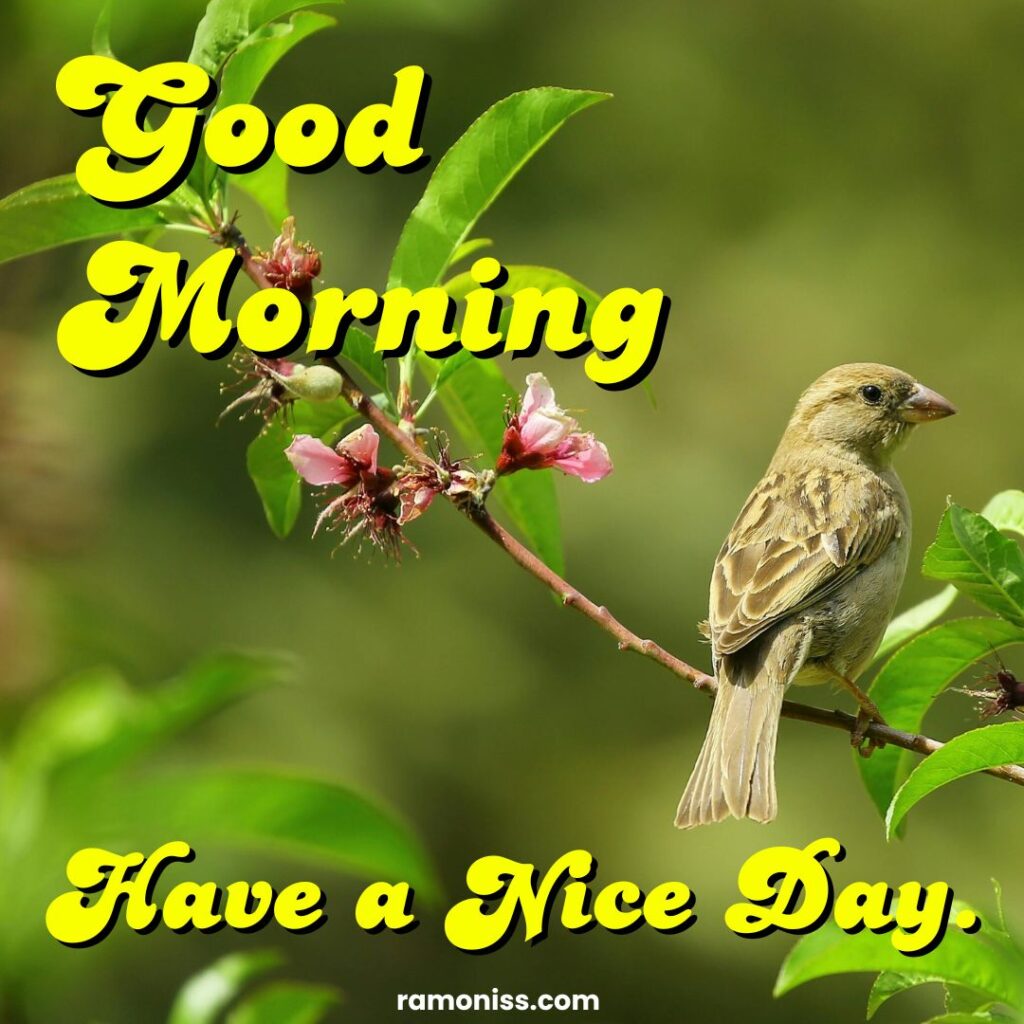 Beautiful gray small bird on flower and green leaves good morning flowers images.