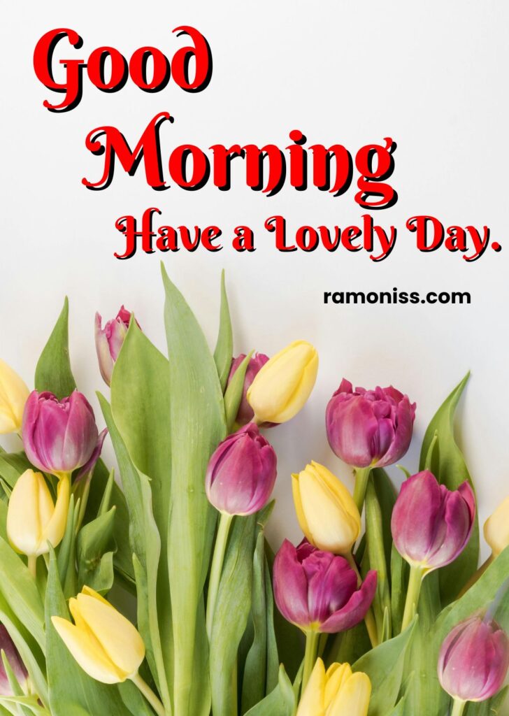Pink and yellow tulips flowers good morning real flowers photos.