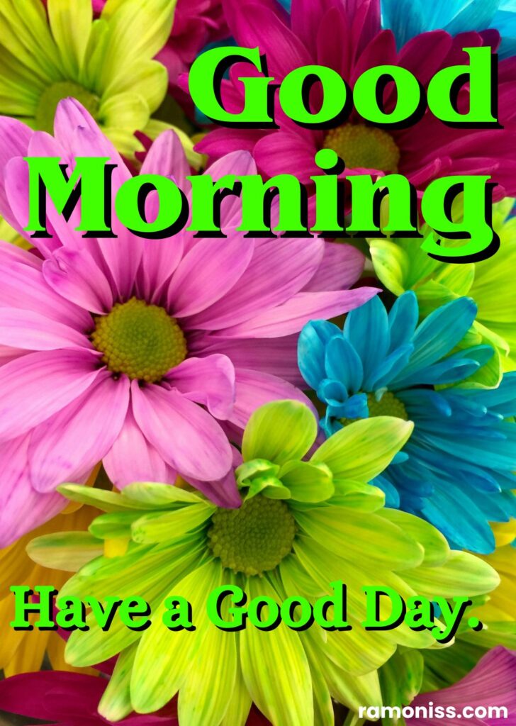 Pink red yellow green petaled flowers good morning flowers photos.