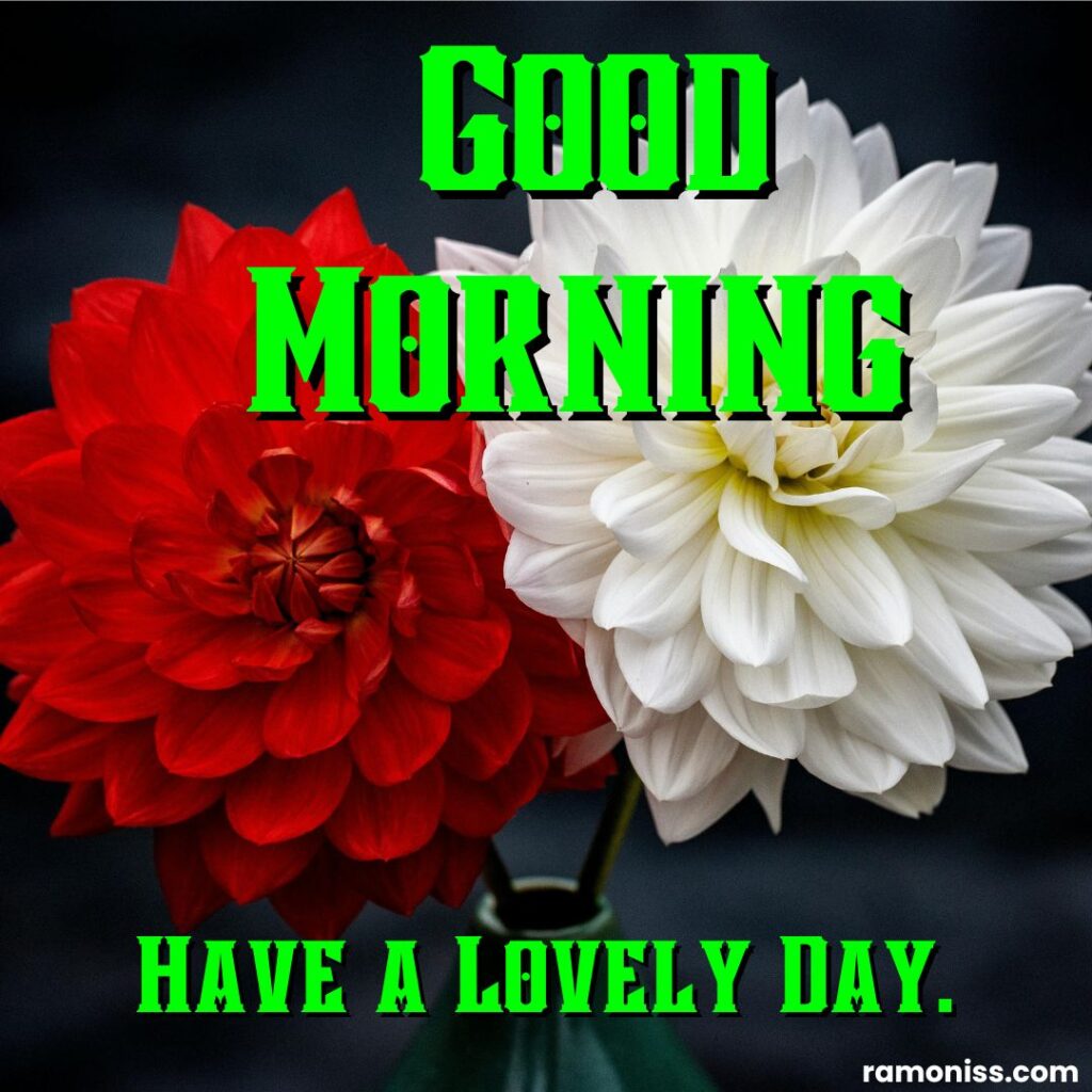 Red and white petaled flowers are good morning flowers pictures.
