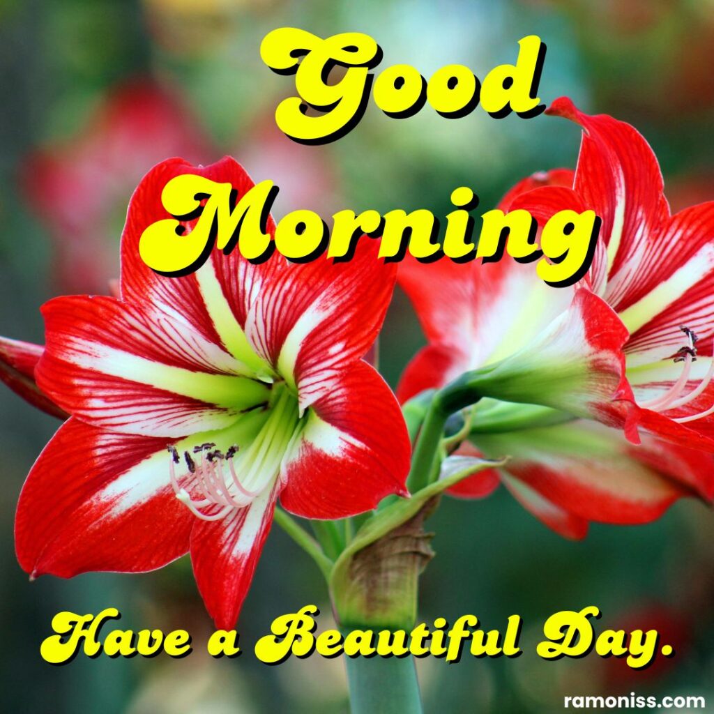 White and red flowers good morning real flowers image for whatsapp.