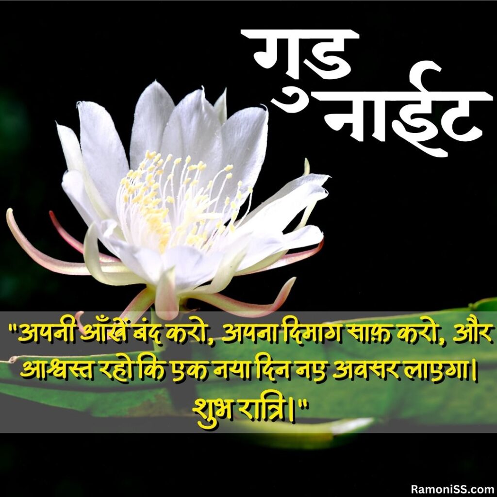 Night blooming flower of the queen of the night lovely good night images with quotes in hindi for whatsapp.