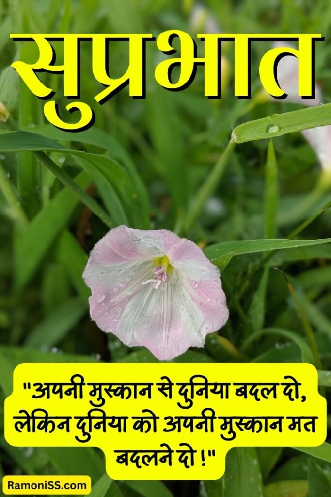 Beautiful white flower in the middle of the grass good morning suprabhat suvichar images in hindi