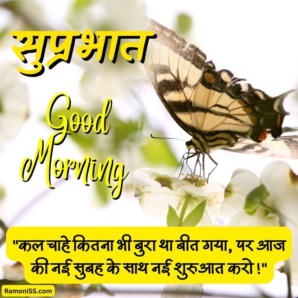 Butterfly sitting on the flower in the morning in the garden suprabhat suvichar picture